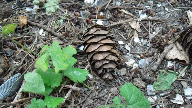 Handmade walnut wood gold pinecone earrings
