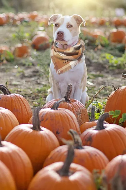 Toronto Blue Jays (Round) Embroidered Iron-On Patch